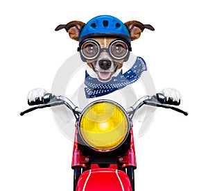 Motorbike dog