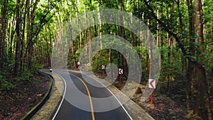 Motorbike or moped drive narrow asphalt road in a dense jungle forest. Man-made forest, Philippines, Bohol