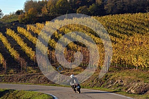 Motorbike riders in colorful vineyards of Langhe Roero Monferrato, UNESCO World Heritage in Piedmont, Italy in autumn season.