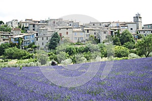 Motorbike tour french lavender fields