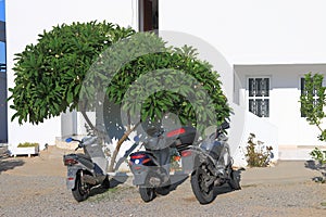 Motorbikes and magnolia photo