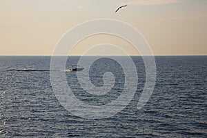 Motorboat sailing in the sea at high speed. A seagull hovers over the boat. Sea fishing