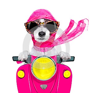 Motorcycle diva dog on summer
