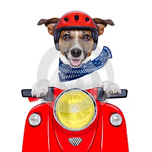 Motorcycle dog