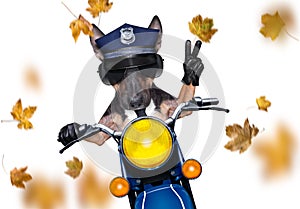 Motorcycle  police dog on autumn or fall