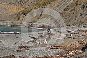 Motorcycle rider on beach below Red Rocks walkway near Owhiro Bay, Wellington