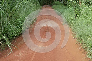 Motorcycle tire track on muddy path surrounded by vegetation
