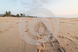 Motorcycle tire tracks on the beach