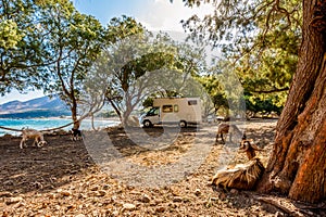 Motorhome RV parked on the beach under a tree among goats, facing the sea, Crete, Greece