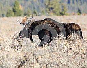 Motoring meadow moose