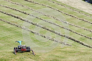 Motorised mower and rows of cut hay windrow