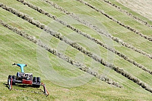 Motorised mower and rows of cut hay windrow