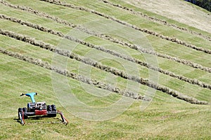 Motorised mower and rows of cut hay windrow