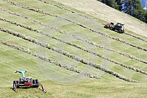 Motorised mower, swather and rows of cut hay windrow