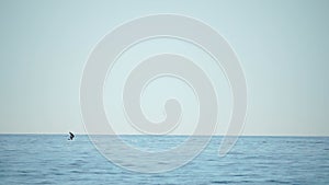 A motorized surfboard with a rider moving on a calm sea. The silhouette of a man on a water scooter glides through the