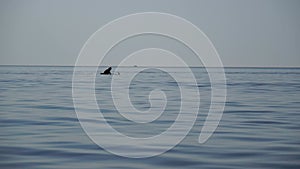 A motorized surfboard with a rider moving on a calm sea. The silhouette of a man on a water scooter glides through the