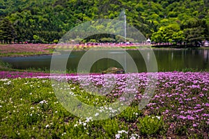 Motosu - May 24, 2019: Flower fields of Shiba-Sakura festival, Japan