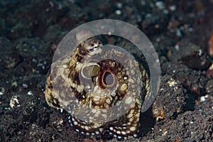 Mototi Octopus Tulamben Bali