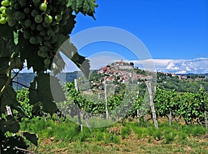 Motovun, Croatia, with grapes