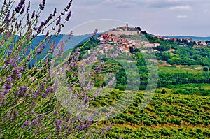 Motovun, Istria, Croatia, Europe