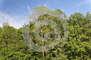 Motovun oak forest in Istra, Croatia