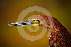 Motteled Rufescent Tiger-Heron, Tigrisoma lineatum, detail portrait of bird with long bill, in the nature habitat, Pantanal photo