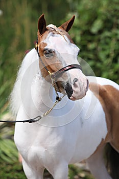 Mottle miniature horse in the garden