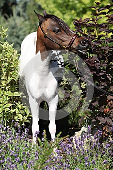 Mottle miniature horse in the garden