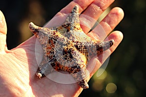 Mottled bat star Patiria miniata in hand