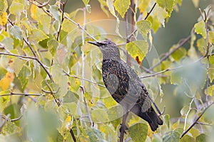 Mottled black Starling