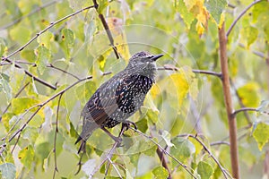 Mottled black Starling