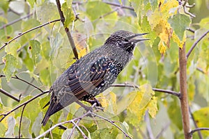 Mottled black Starling
