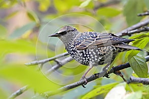 Mottled black Starling