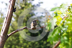 Mottled brown juv pied Flycatcher sitting on a tree branch with green leaves in the Park. Close up. Chick birds from the order