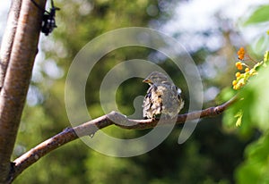 Mottled brown juv pied Flycatcher sitting on a tree branch with green leaves in the Park. Close up. Chick birds from the order