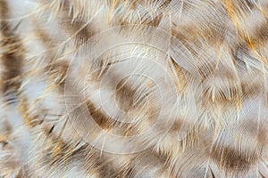 Mottled Chicken Feathers Macro