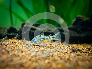 Mottled corydora corydora paleatus eating in a fish tank