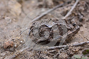 Mottled cryptic grasshoppers in Azerbaijan