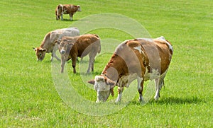 Dairy cows in pasture, Austria