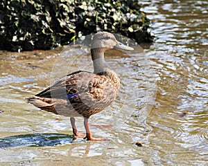 Mottled Duck - Anas fulvigula