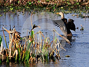 Mottled Duck - Anas fulvigula