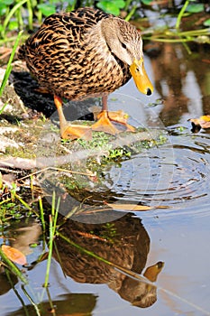 Mottled duck (dabbling duck)