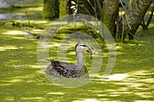 Mottled duck floating in the shade