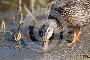 Mottled Duck mama and baby have a drink