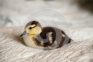Mottled duckling Anas fulvigula on a blue background