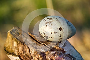 mottled egg of tern on cut of tree that was gnawed by beaver.