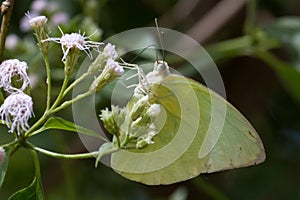 Mottled Emigrant Butter Fly - Close-up in Kandalama Sri Lanka