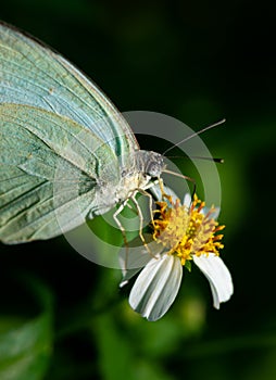 Mottled emigrant Butterfly Catopsilia pyranthe