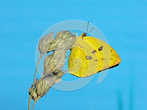 Mottled Emigrant butterfly resting on grass stem