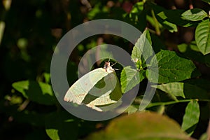 Mottled Emigrant Catopsilia pyranthe butterfly perching on wild plant